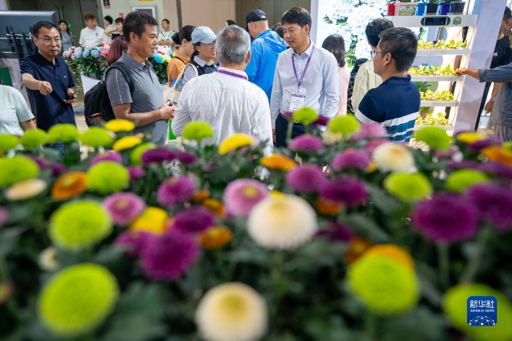 免费白菜网站大全